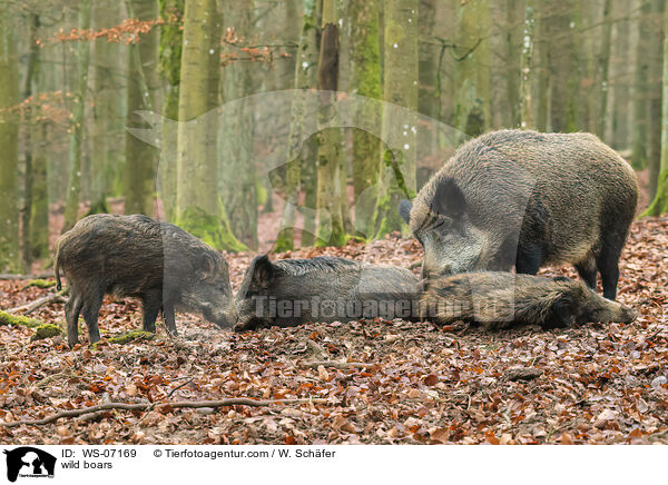 Wildschweine / wild boars / WS-07169