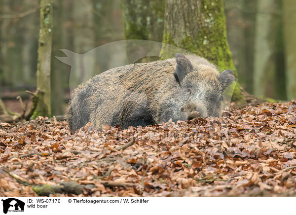 wild boar / WS-07170