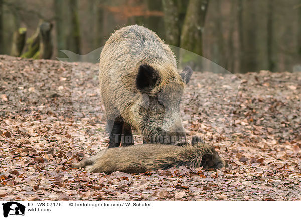 wild boars / WS-07176