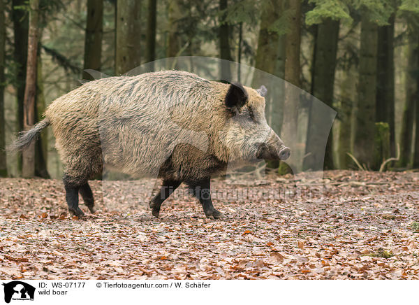 wild boar / WS-07177