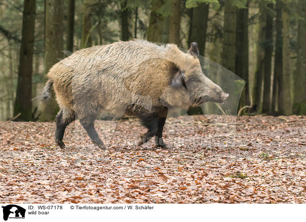 wild boar / WS-07178