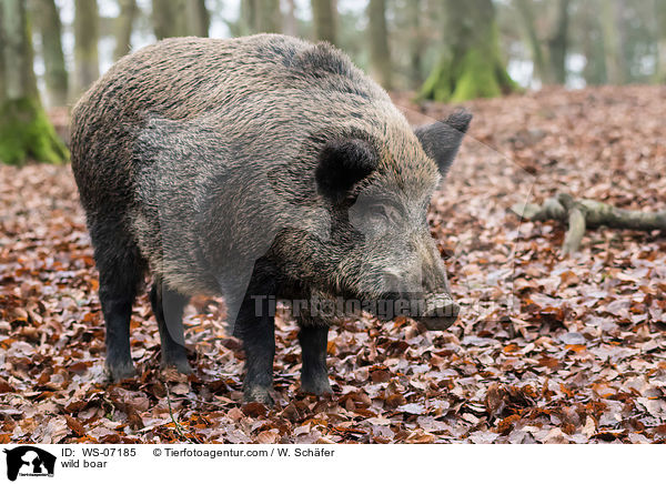 wild boar / WS-07185
