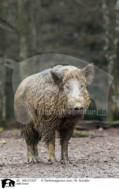 wild boar / WS-07207