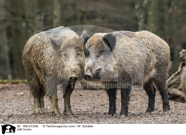 wild boars / WS-07208