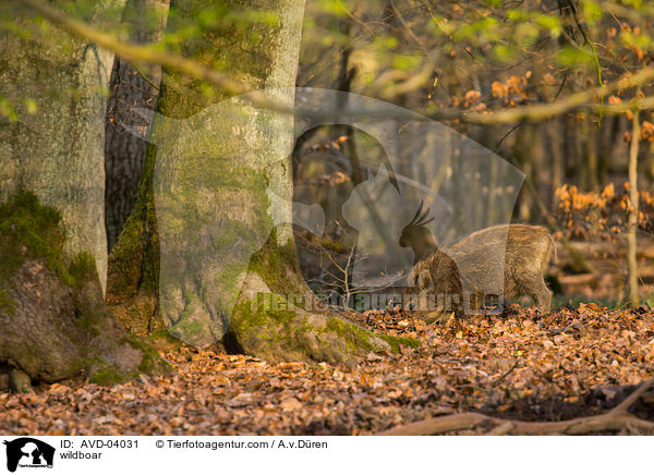wildboar / AVD-04031