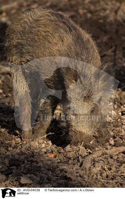 wildboar / AVD-04038