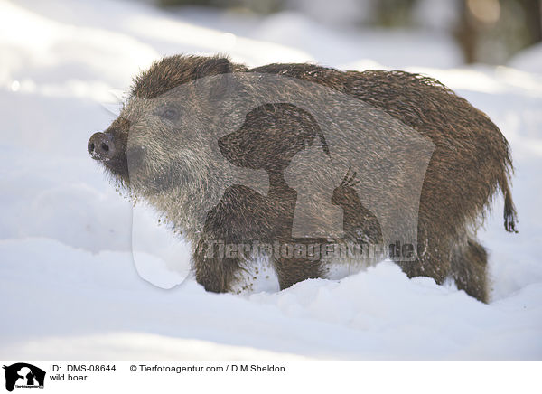 Wildschwein / wild boar / DMS-08644