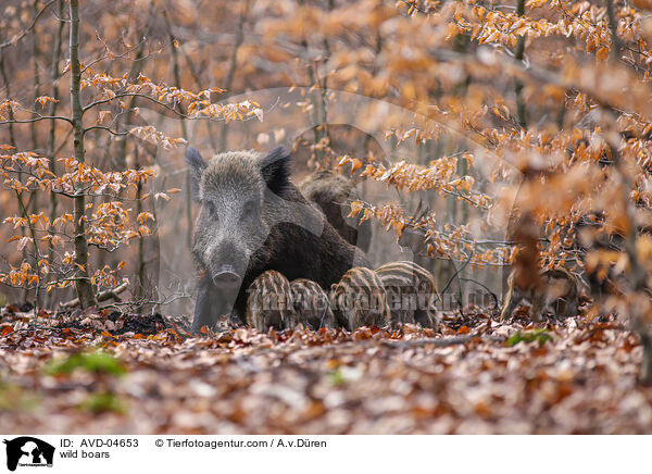 Wildschweine / wild boars / AVD-04653