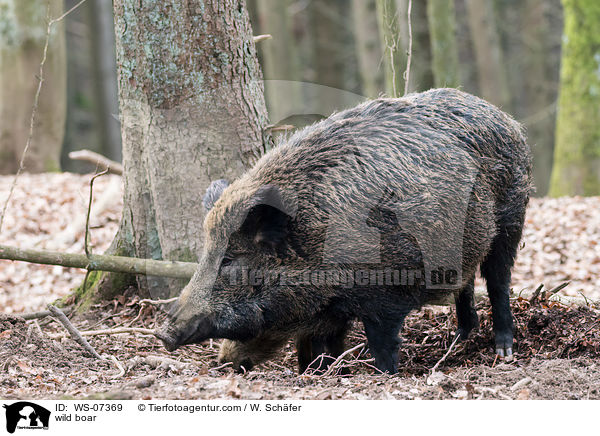 Wildschwein / wild boar / WS-07369