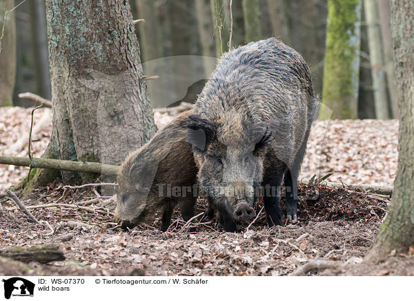 Wildschweine / wild boars / WS-07370