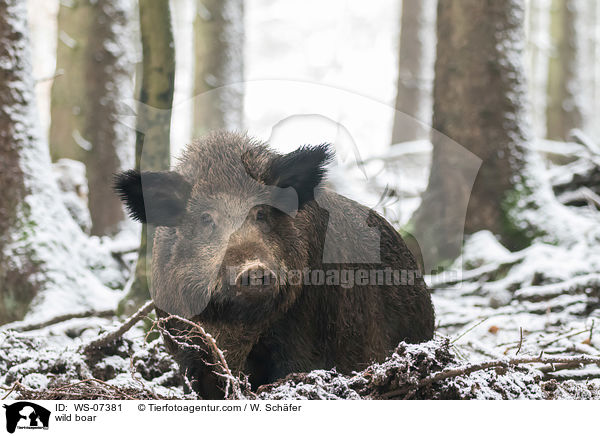 Wildschwein / wild boar / WS-07381