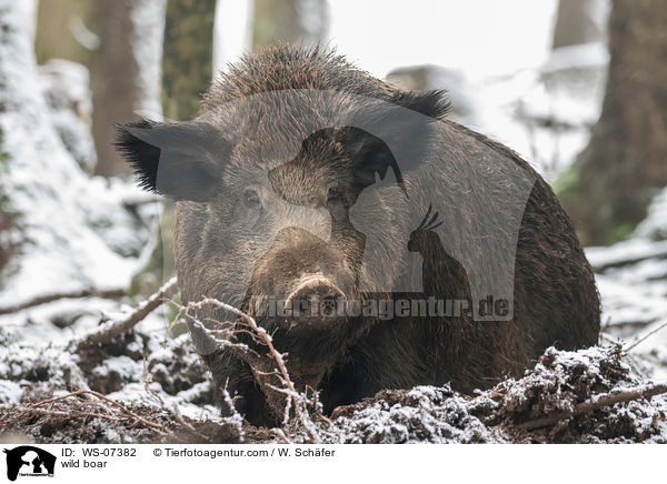 Wildschwein / wild boar / WS-07382