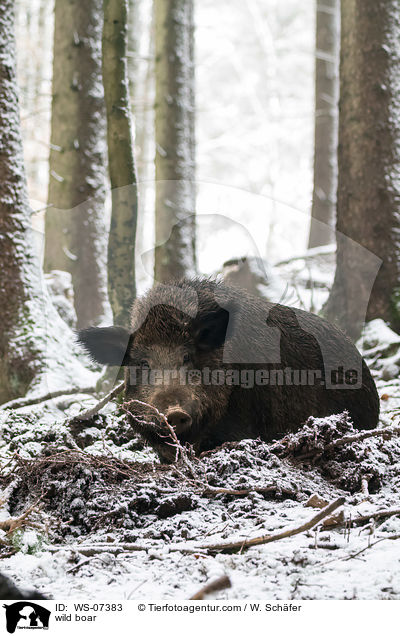 Wildschwein / wild boar / WS-07383