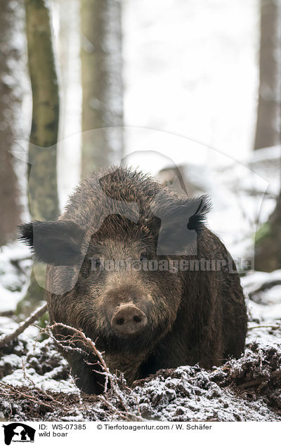 Wildschwein / wild boar / WS-07385