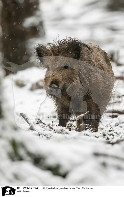 Wildschwein / wild boar / WS-07394