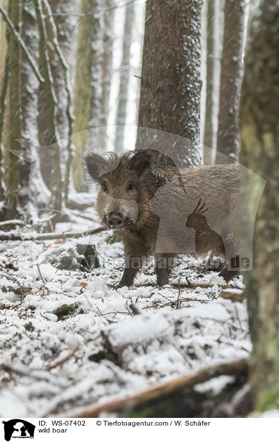 wild boar / WS-07402