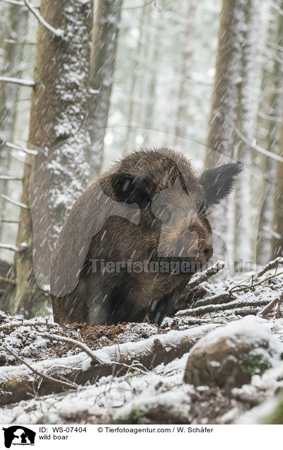 Wildschwein / wild boar / WS-07404