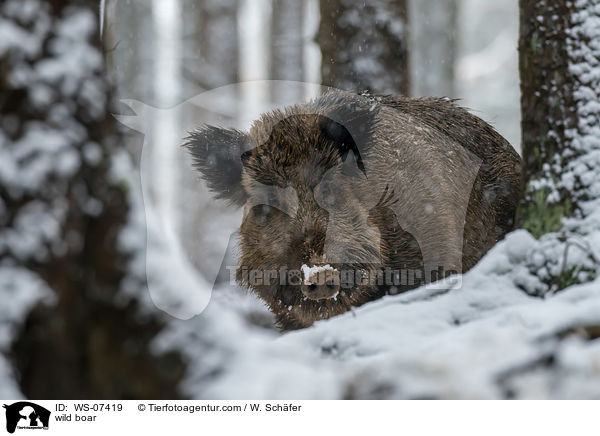 Wildschwein / wild boar / WS-07419