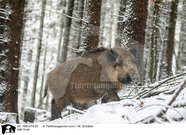 Wildschwein / wild boar / WS-07430