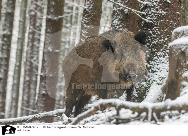 Wildschwein / wild boar / WS-07432