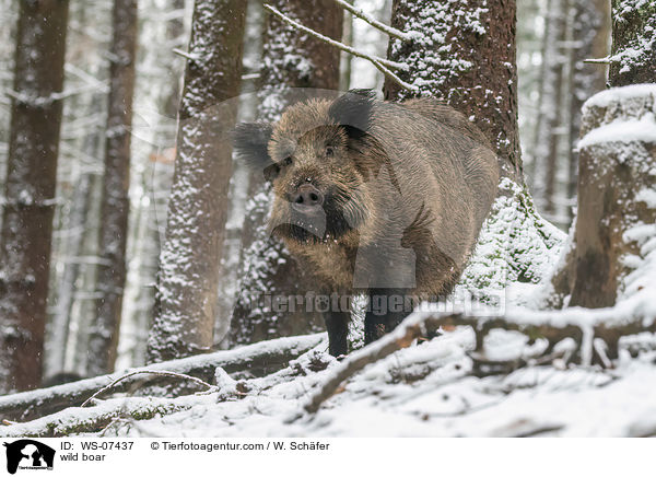 Wildschwein / wild boar / WS-07437