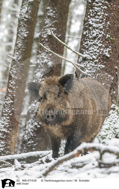 Wildschwein / wild boar / WS-07439