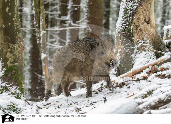 Wildschwein / wild boar / WS-07440