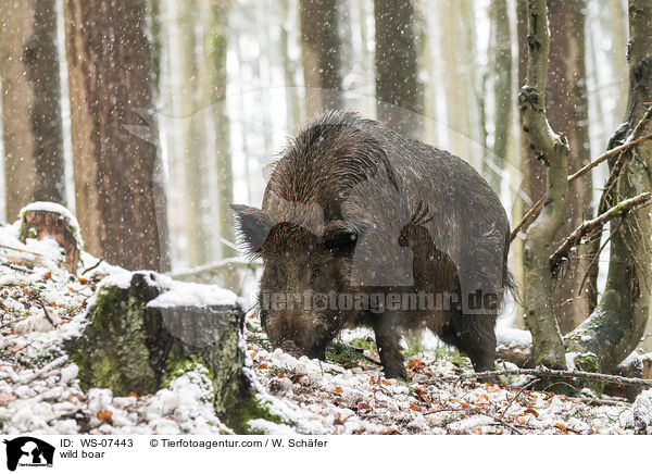 Wildschwein / wild boar / WS-07443