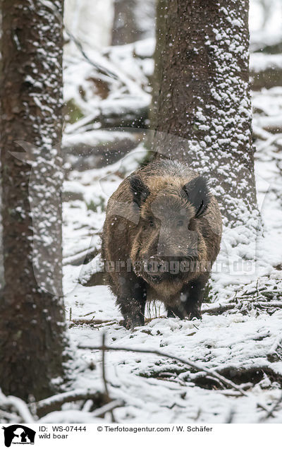 Wildschwein / wild boar / WS-07444
