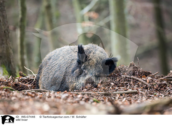 Wildschwein / wild boar / WS-07446