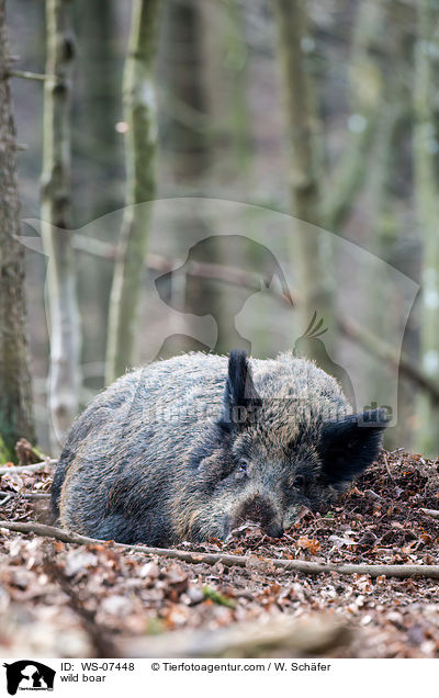 Wildschwein / wild boar / WS-07448