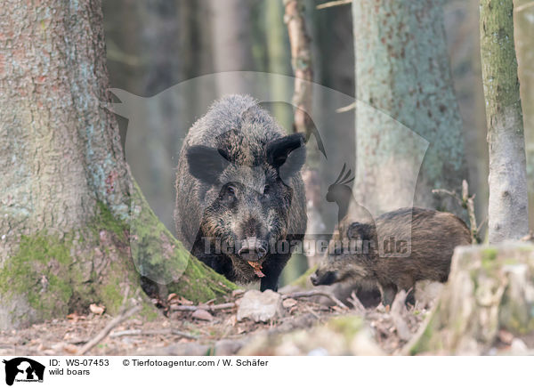 Wildschweine / wild boars / WS-07453