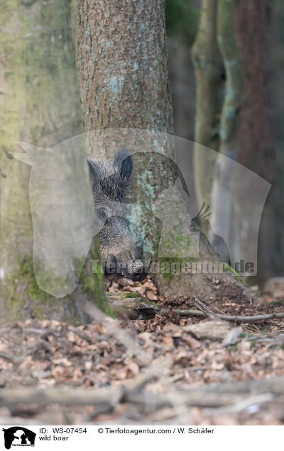 Wildschwein / wild boar / WS-07454