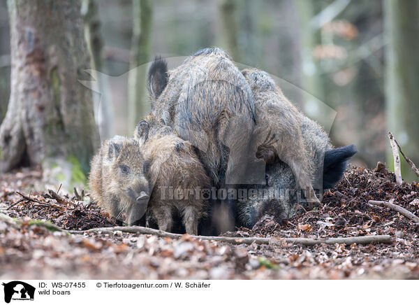 Wildschweine / wild boars / WS-07455