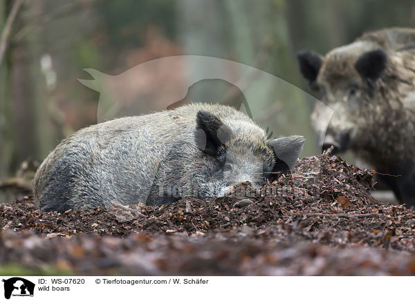 Wildschweine / wild boars / WS-07620