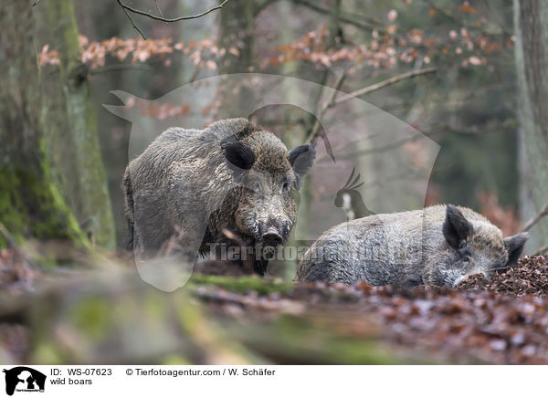 Wildschweine / wild boars / WS-07623