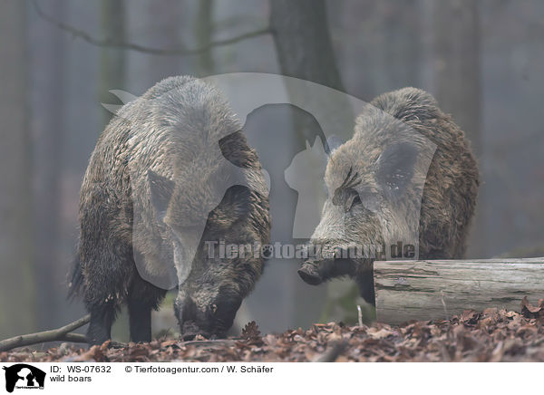 Wildschweine / wild boars / WS-07632