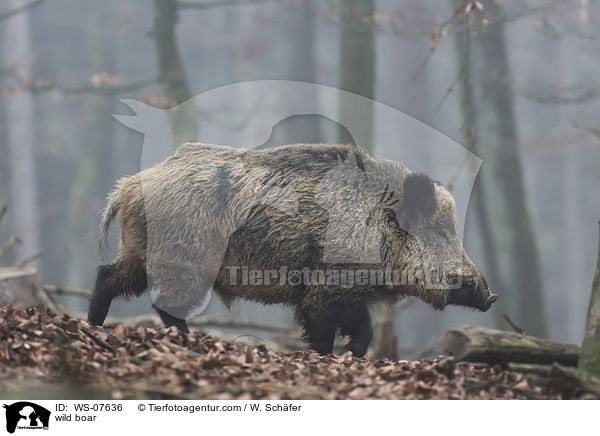 Wildschwein / wild boar / WS-07636