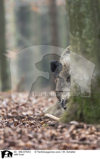 Wildschwein / wild boar / WS-07643