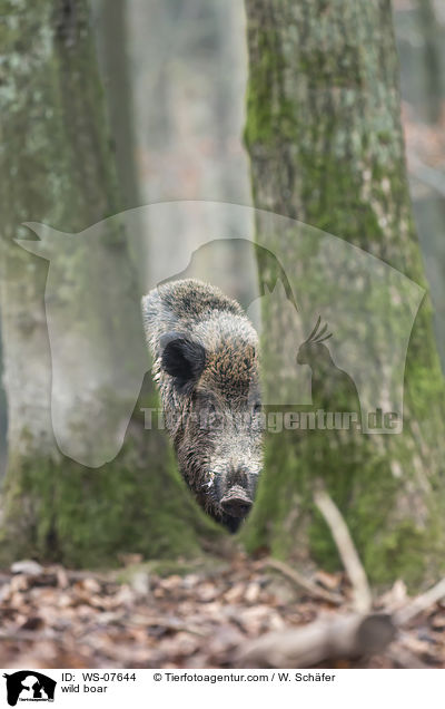 Wildschwein / wild boar / WS-07644