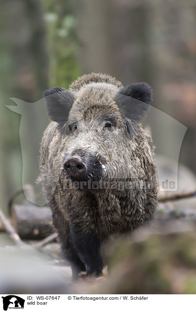 Wildschwein / wild boar / WS-07647