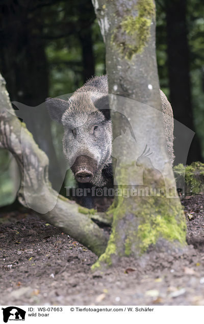 Wildschwein / wild boar / WS-07663