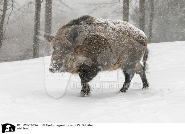 Wildschwein / wild boar / WS-07834