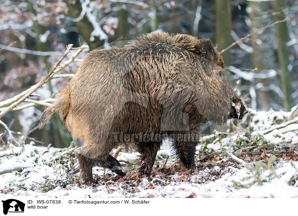 Wildschwein / wild boar / WS-07838