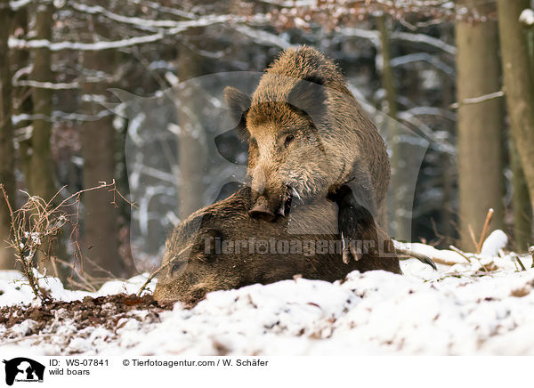 Wildschweine / wild boars / WS-07841