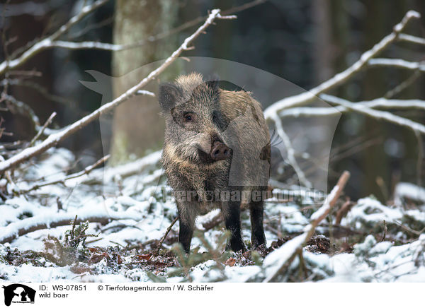 Wildschwein / wild boar / WS-07851