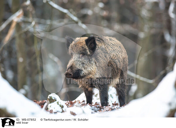 Wildschwein / wild boar / WS-07852