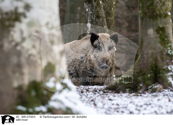 Wildschwein / wild boar / WS-07853