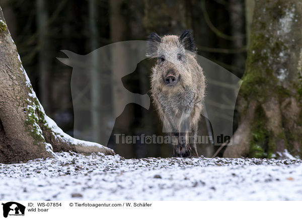 Wildschwein / wild boar / WS-07854