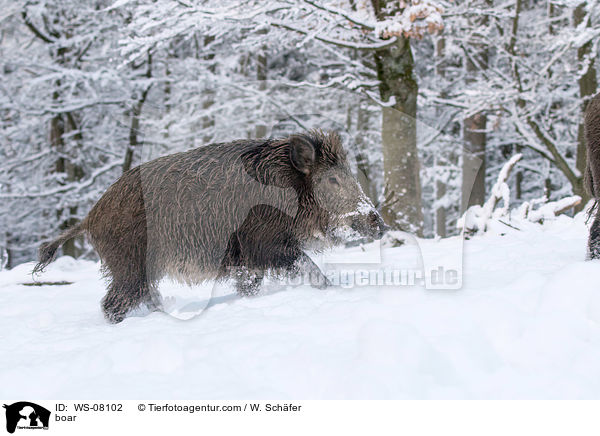 Wildschwein / boar / WS-08102